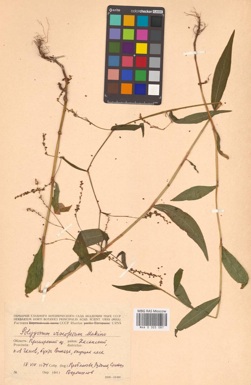 Горец клейкий (Makino) H. Gross, Сибирь, Дальний Восток (S6) (Россия)