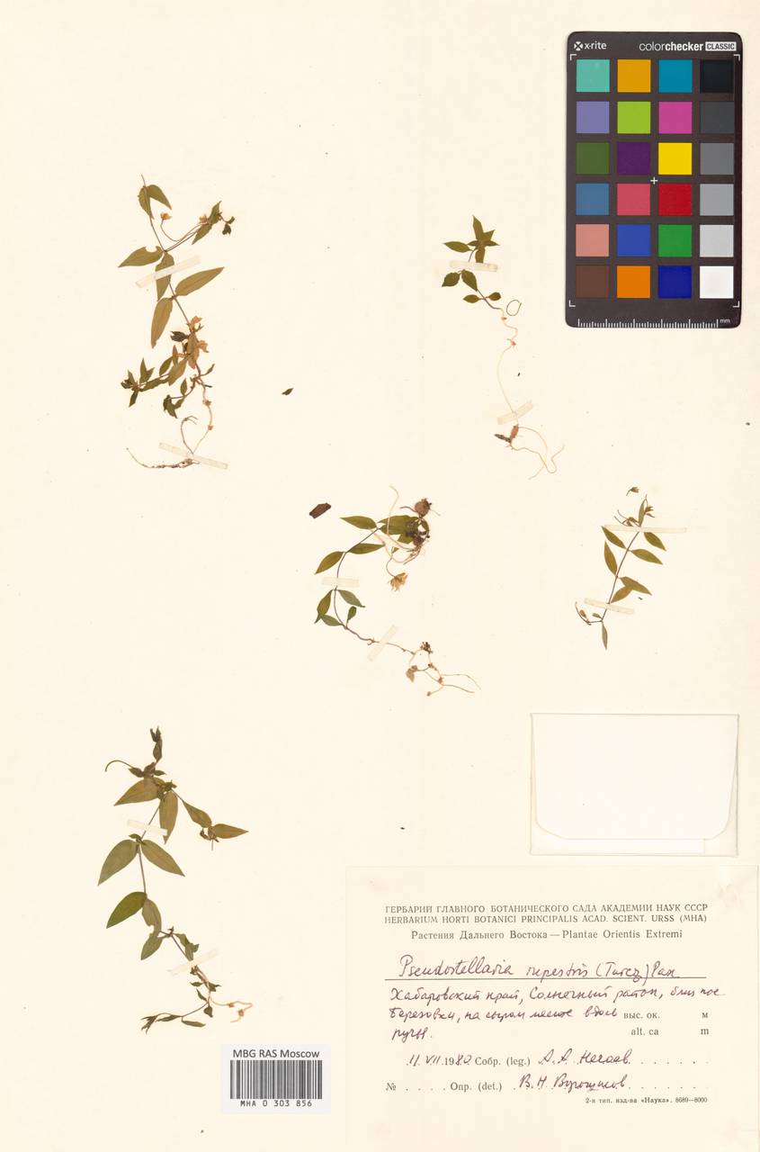 Ложнозвездчатка скалистая (Turcz.) Pax, Сибирь, Дальний Восток (S6) (Россия)