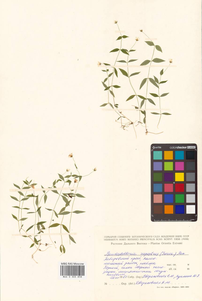 Ложнозвездчатка скалистая (Turcz.) Pax, Сибирь, Дальний Восток (S6) (Россия)