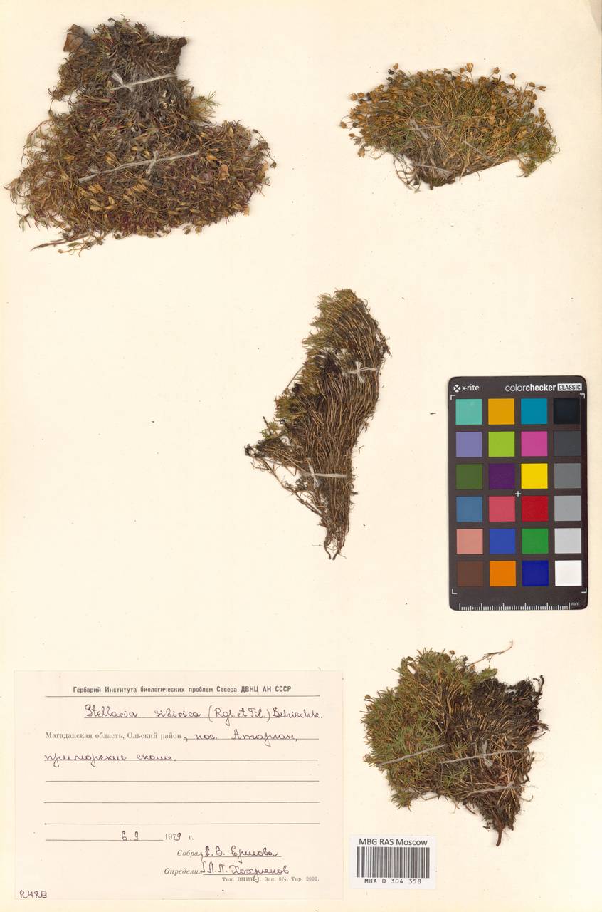 Звездчатка сибирская (Regel & Tiling) Schischk., Сибирь, Чукотка и Камчатка (S7) (Россия)