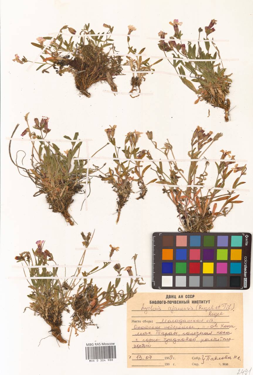 Смолевка аянская (Regel & Tiling) Vorosch., Сибирь, Чукотка и Камчатка (S7) (Россия)