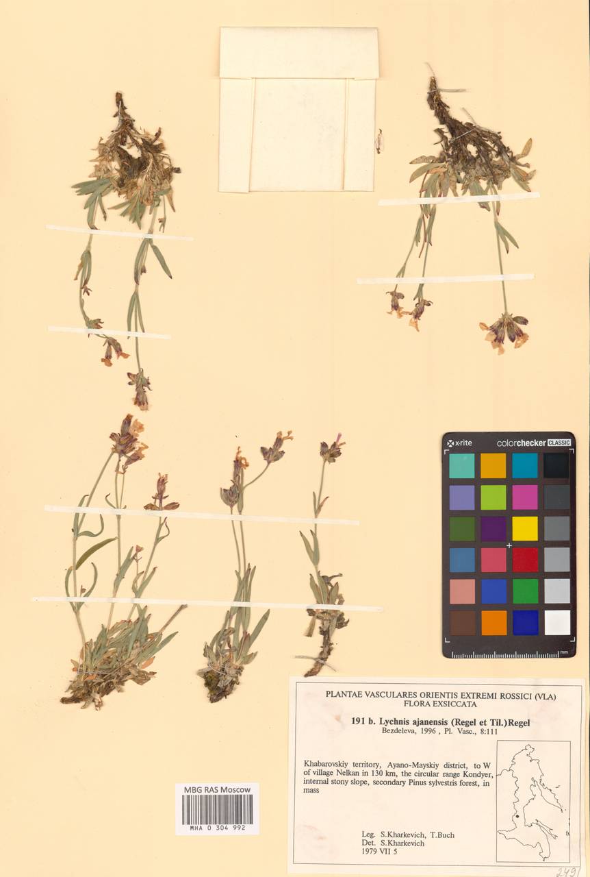 Смолевка аянская (Regel & Tiling) Vorosch., Сибирь, Дальний Восток (S6) (Россия)
