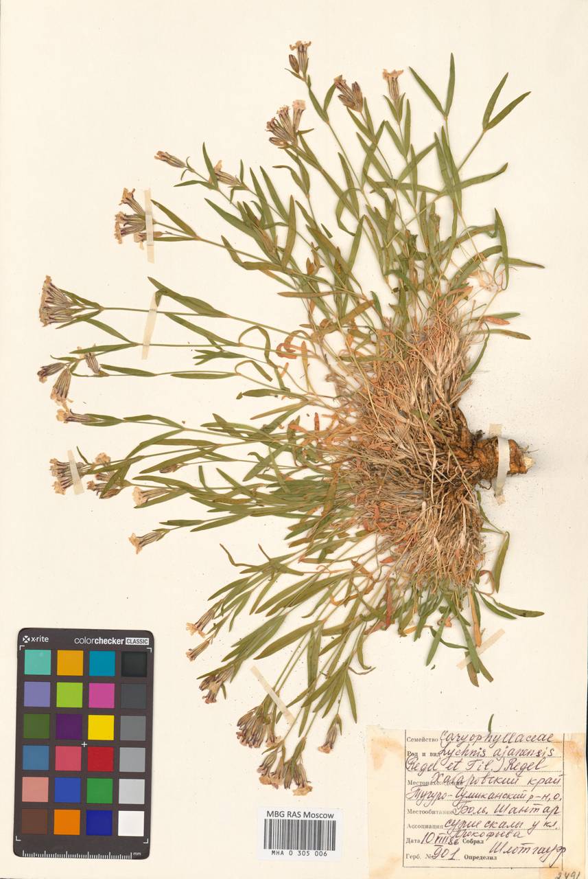 Смолевка аянская (Regel & Tiling) Vorosch., Сибирь, Дальний Восток (S6) (Россия)