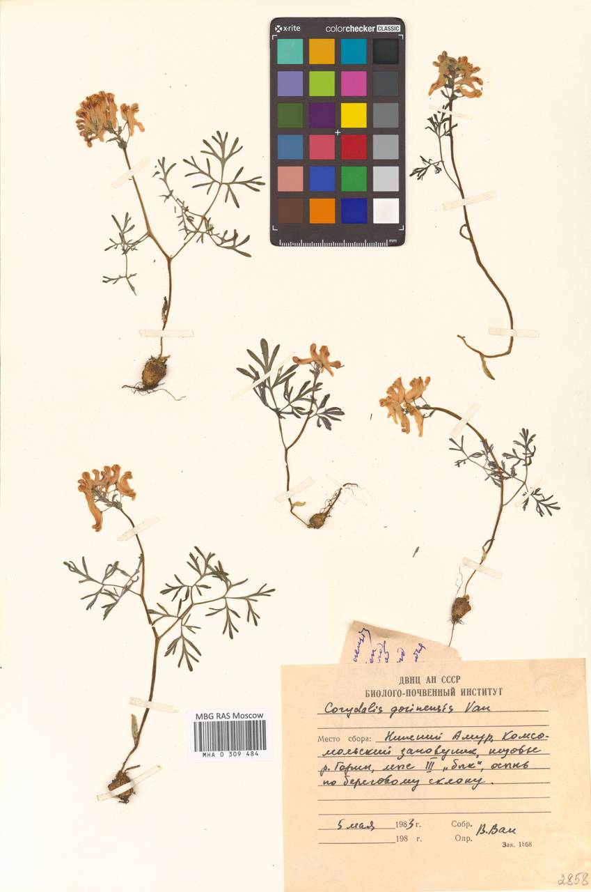 Corydalis gorinensis, Сибирь, Дальний Восток (S6) (Россия)