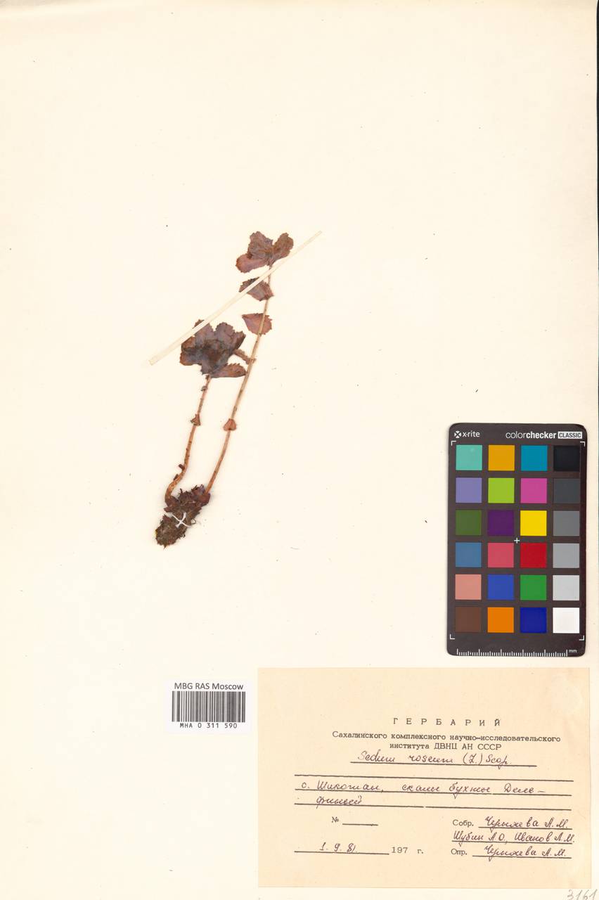 Phedimus stevenianus (Rouy & E. G. Camus) 't Hart, Сибирь, Дальний Восток (S6) (Россия)