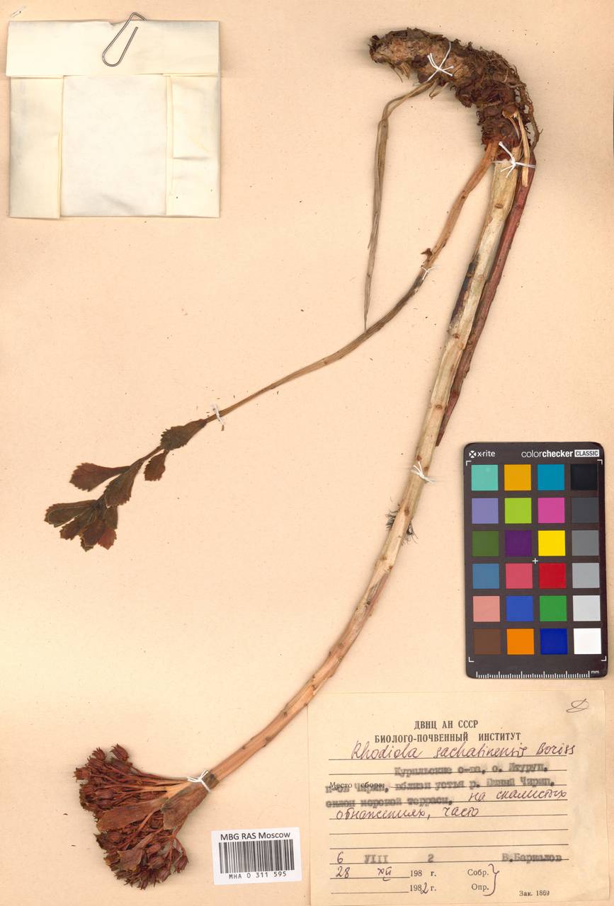 Phedimus stevenianus (Rouy & E. G. Camus) 't Hart, Сибирь, Дальний Восток (S6) (Россия)