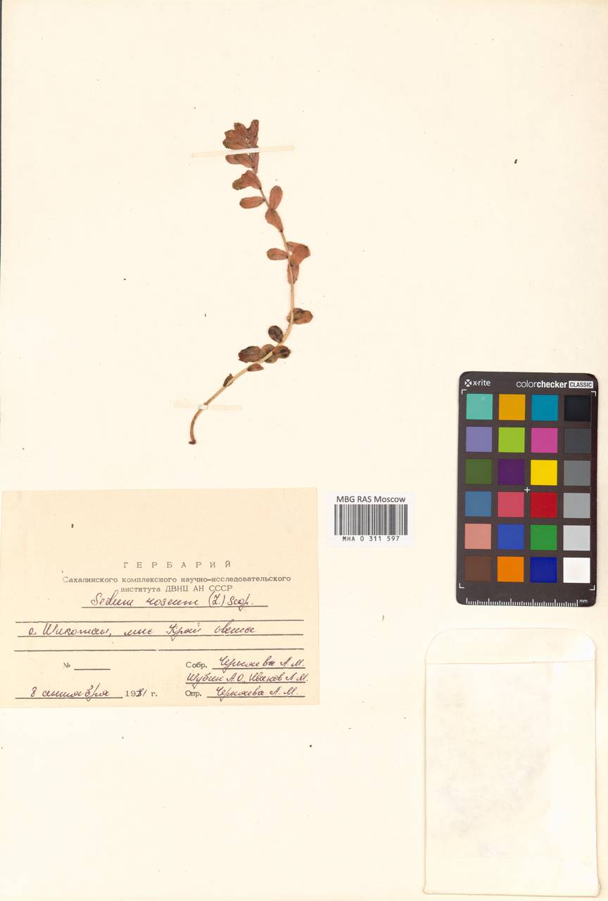 Phedimus stevenianus (Rouy & E. G. Camus) 't Hart, Сибирь, Дальний Восток (S6) (Россия)