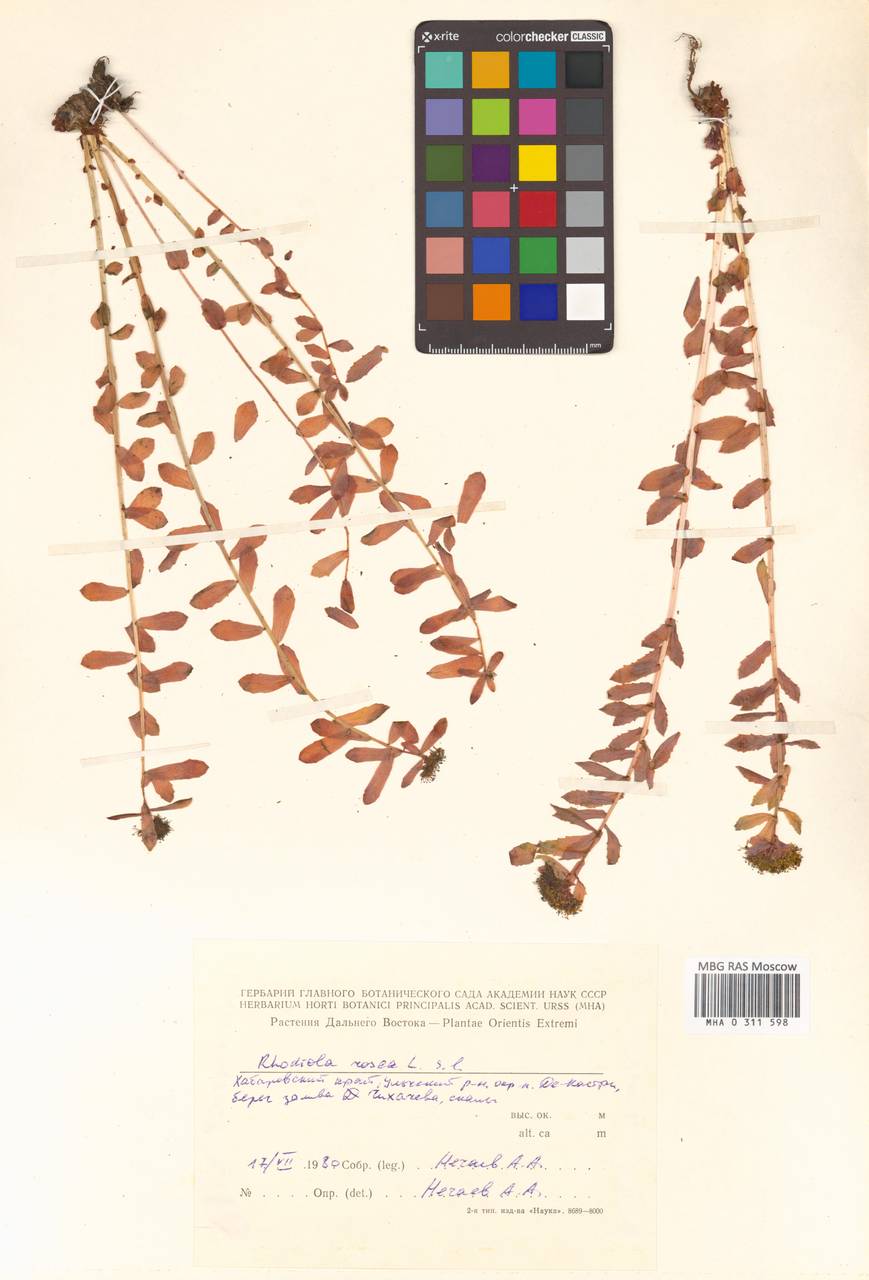 Phedimus stevenianus (Rouy & E. G. Camus) 't Hart, Сибирь, Дальний Восток (S6) (Россия)