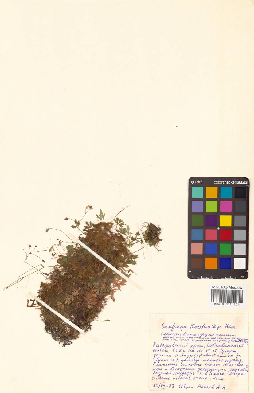 Saxifraga korshinskyi Kom., Сибирь, Дальний Восток (S6) (Россия)