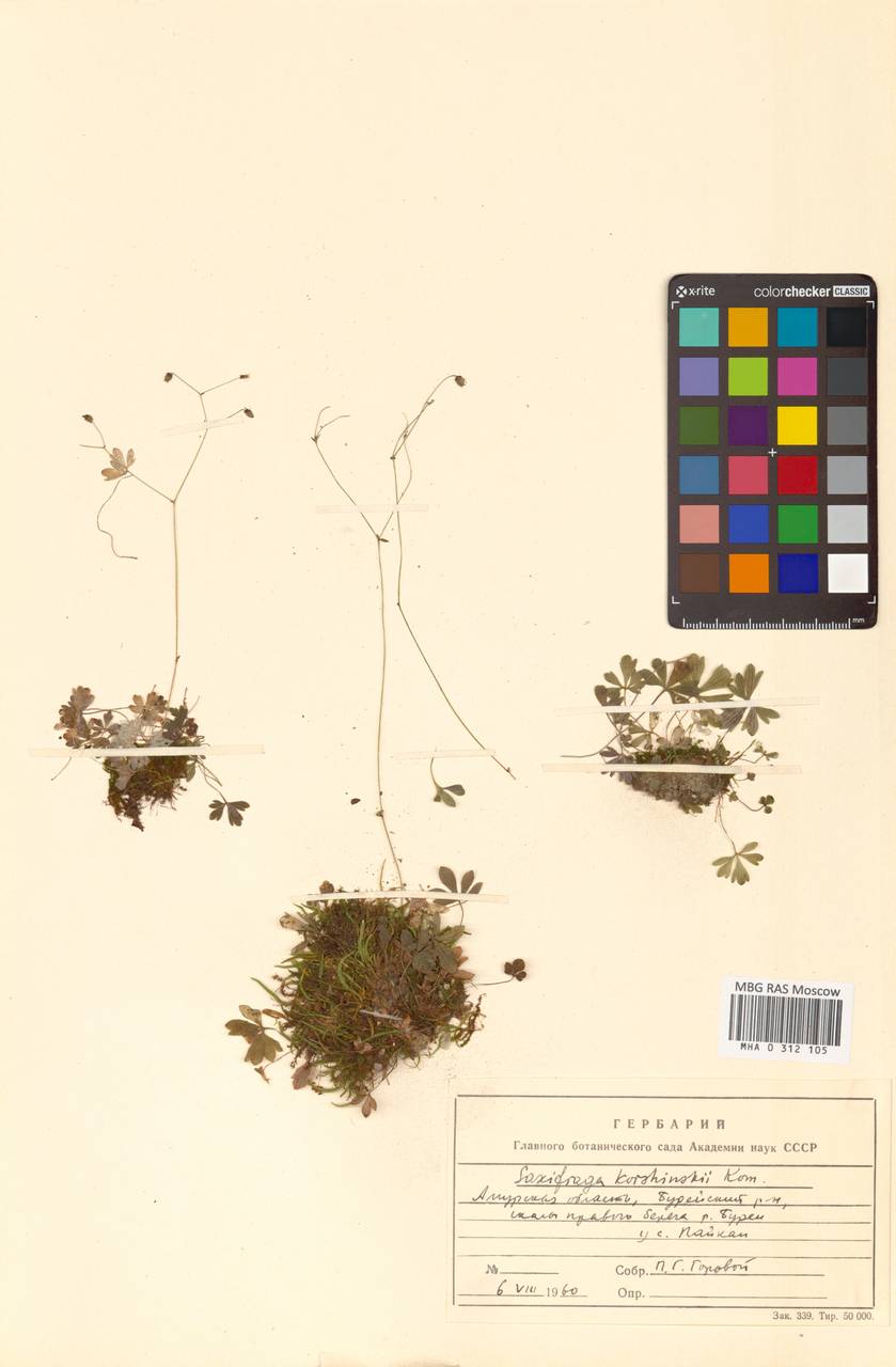 Saxifraga korshinskyi Kom., Сибирь, Дальний Восток (S6) (Россия)