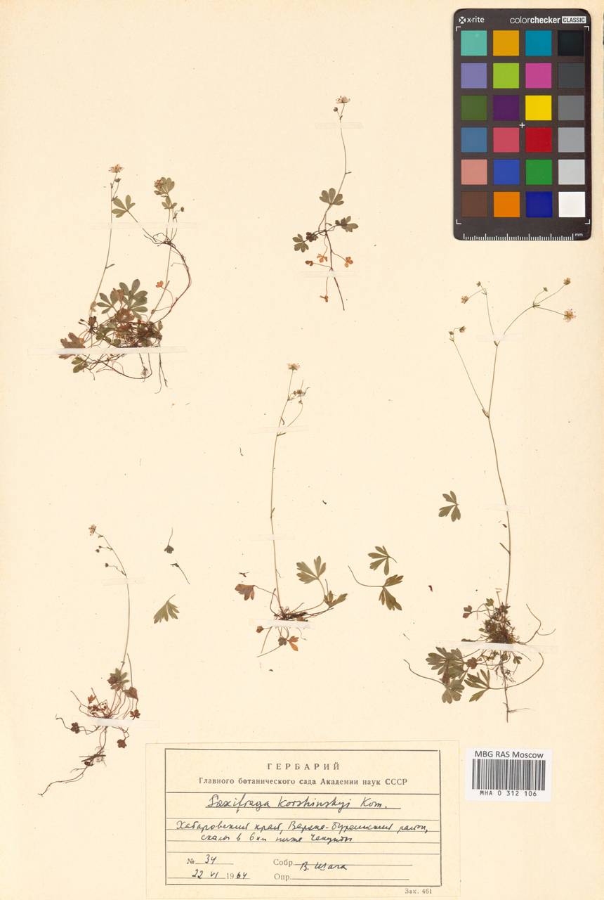 Saxifraga korshinskyi Kom., Сибирь, Дальний Восток (S6) (Россия)