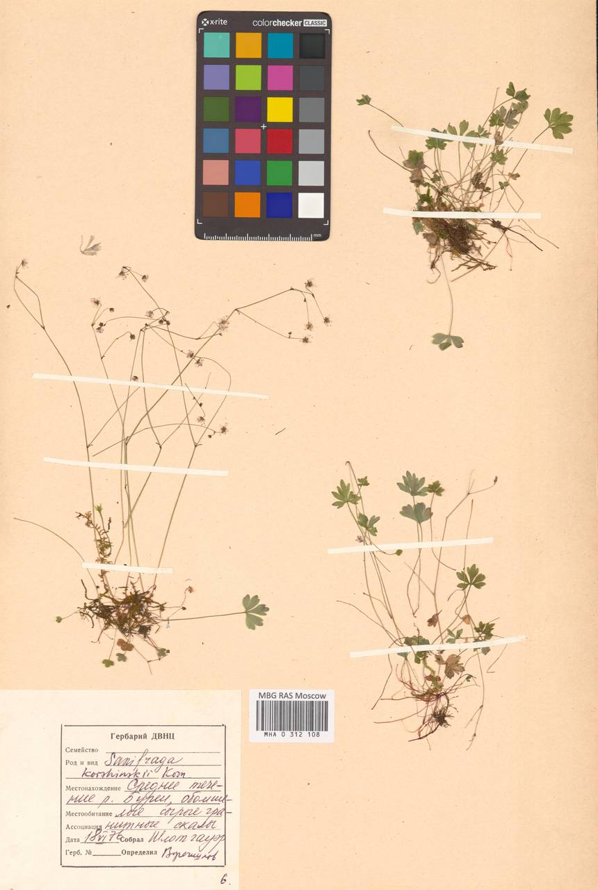 Saxifraga korshinskyi Kom., Сибирь, Дальний Восток (S6) (Россия)