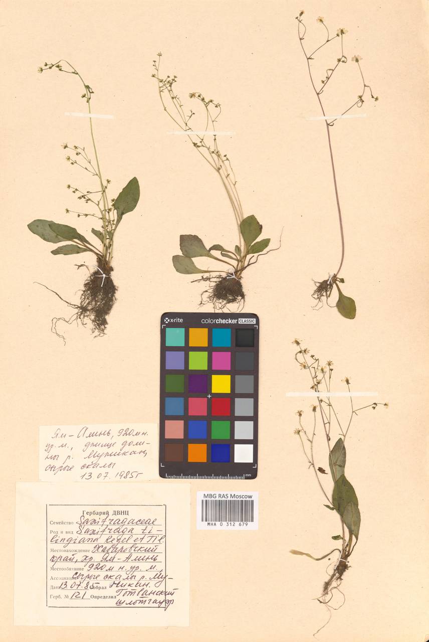 Камнеломка Тилинга (Regel & Tiling) Kom., Сибирь, Дальний Восток (S6) (Россия)