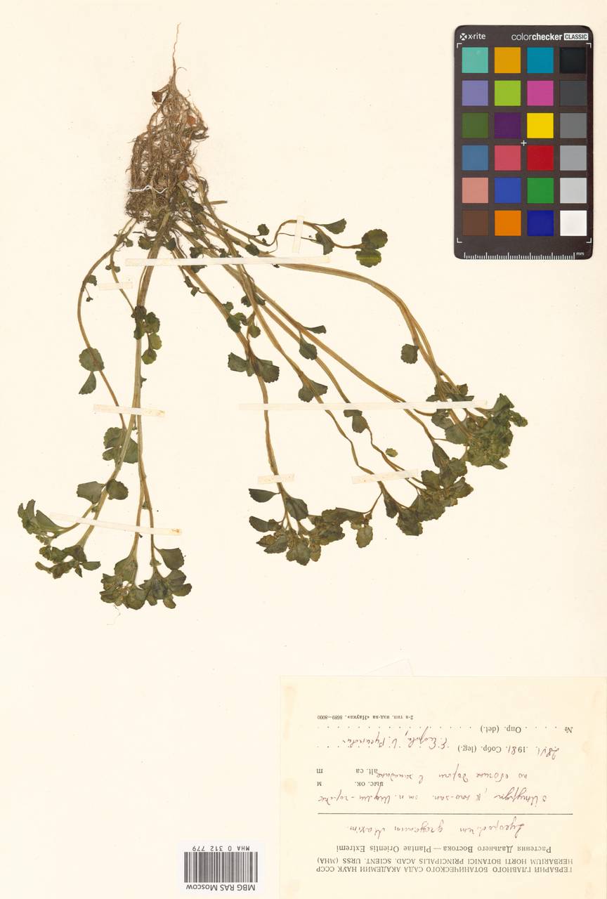 Chrysosplenium grayanum Maxim., Сибирь, Дальний Восток (S6) (Россия)