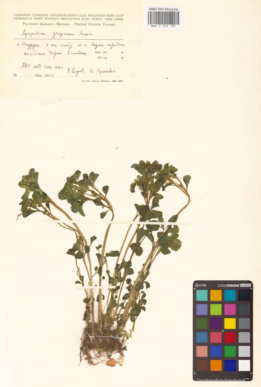 Chrysosplenium grayanum Maxim., Сибирь, Дальний Восток (S6) (Россия)