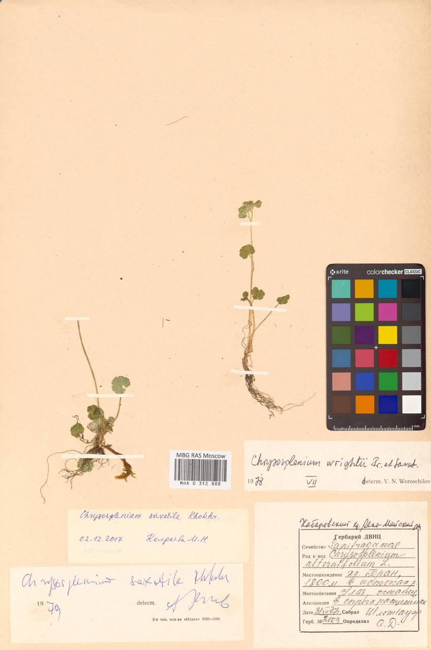 Селезеночник Райта щебнистый (Khokhr.) Vorosch., Сибирь, Дальний Восток (S6) (Россия)