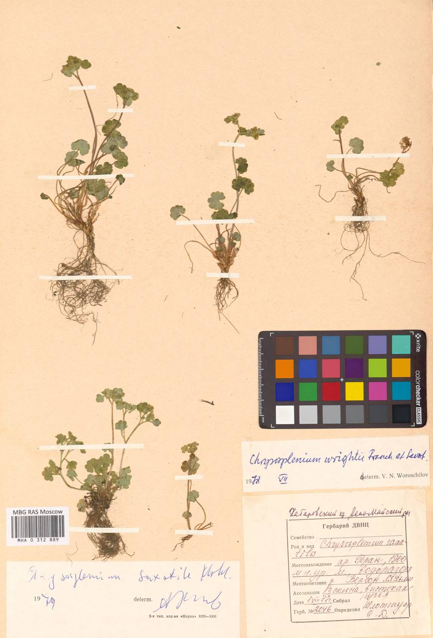 Селезеночник Райта щебнистый (Khokhr.) Vorosch., Сибирь, Дальний Восток (S6) (Россия)