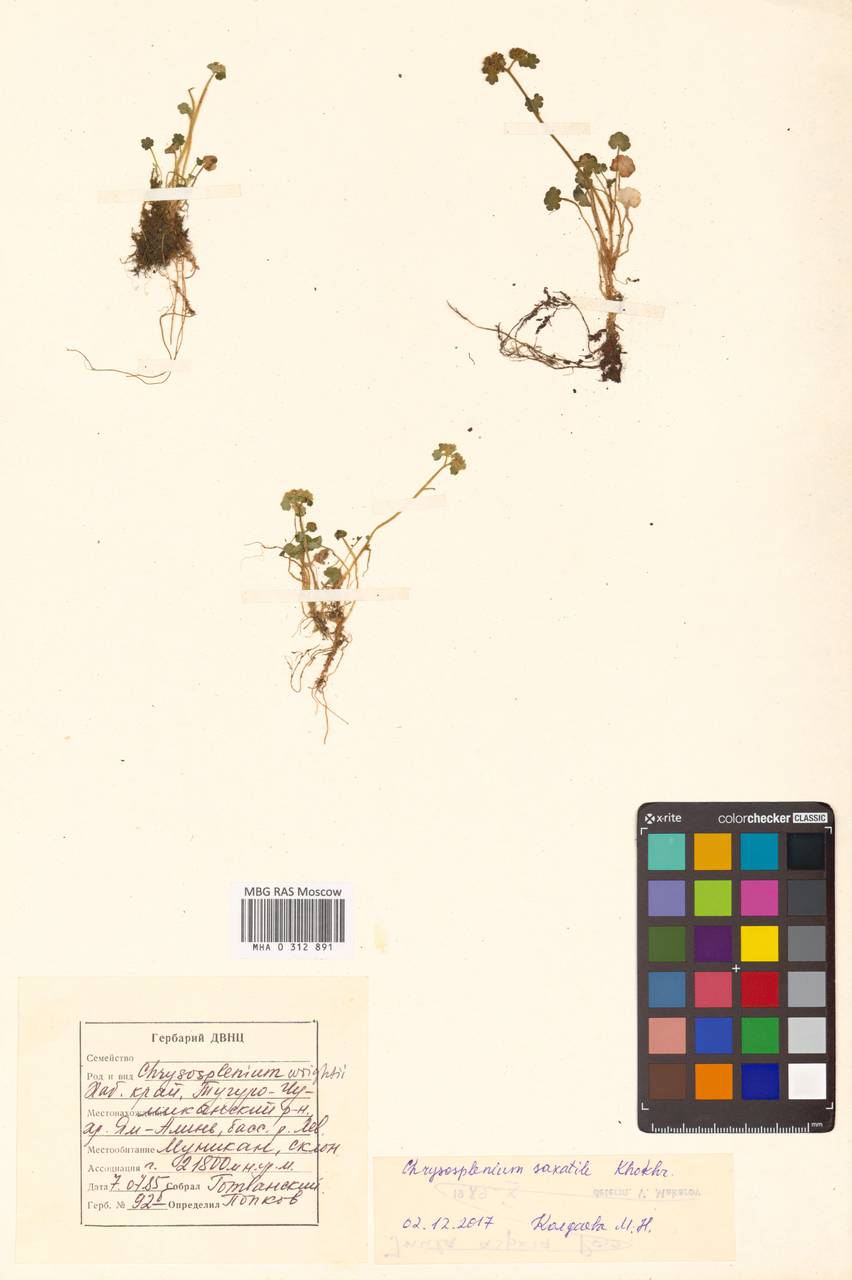 Селезеночник Райта щебнистый (Khokhr.) Vorosch., Сибирь, Дальний Восток (S6) (Россия)