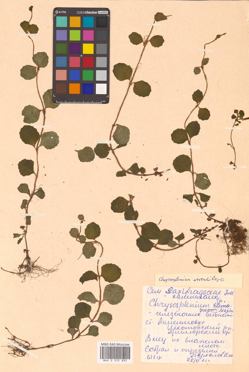 Селезеночник Ворошилова Neczajeva, Сибирь, Дальний Восток (S6) (Россия)