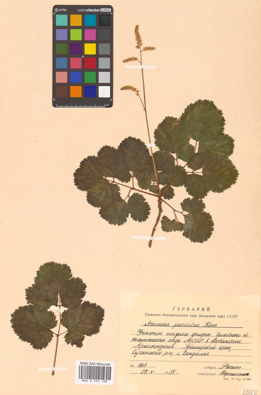 Волжанка малая Kom., Сибирь, Дальний Восток (S6) (Россия)