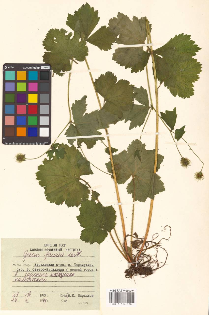 Гравилат сахалинский (Koidz.) H. Hara, Сибирь, Дальний Восток (S6) (Россия)