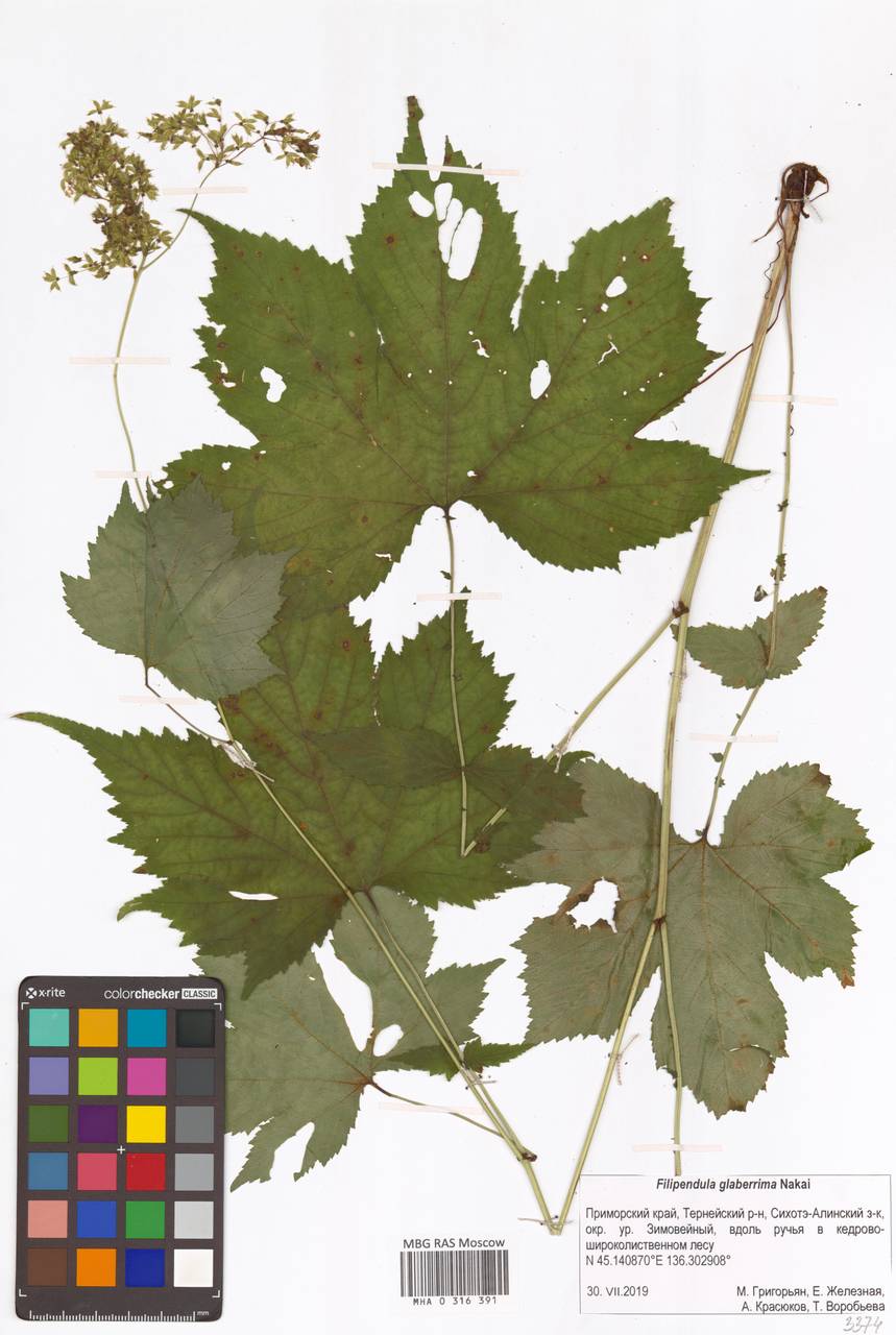 Таволга гладчайшая (Nakai) Nakai, Сибирь, Дальний Восток (S6) (Россия)