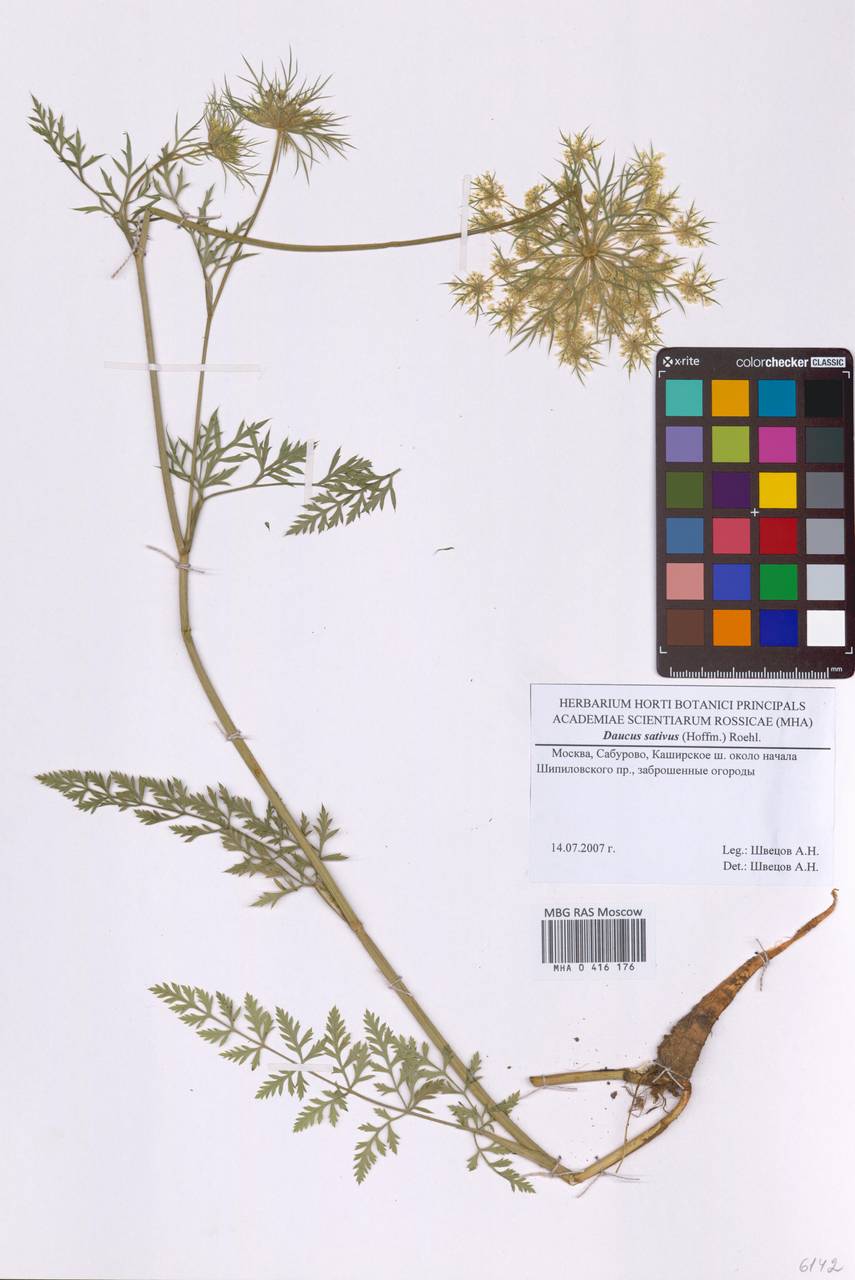 Daucus carota var. sativus Hoffm., Восточная Европа, Московская область и Москва (E4a) (Россия)