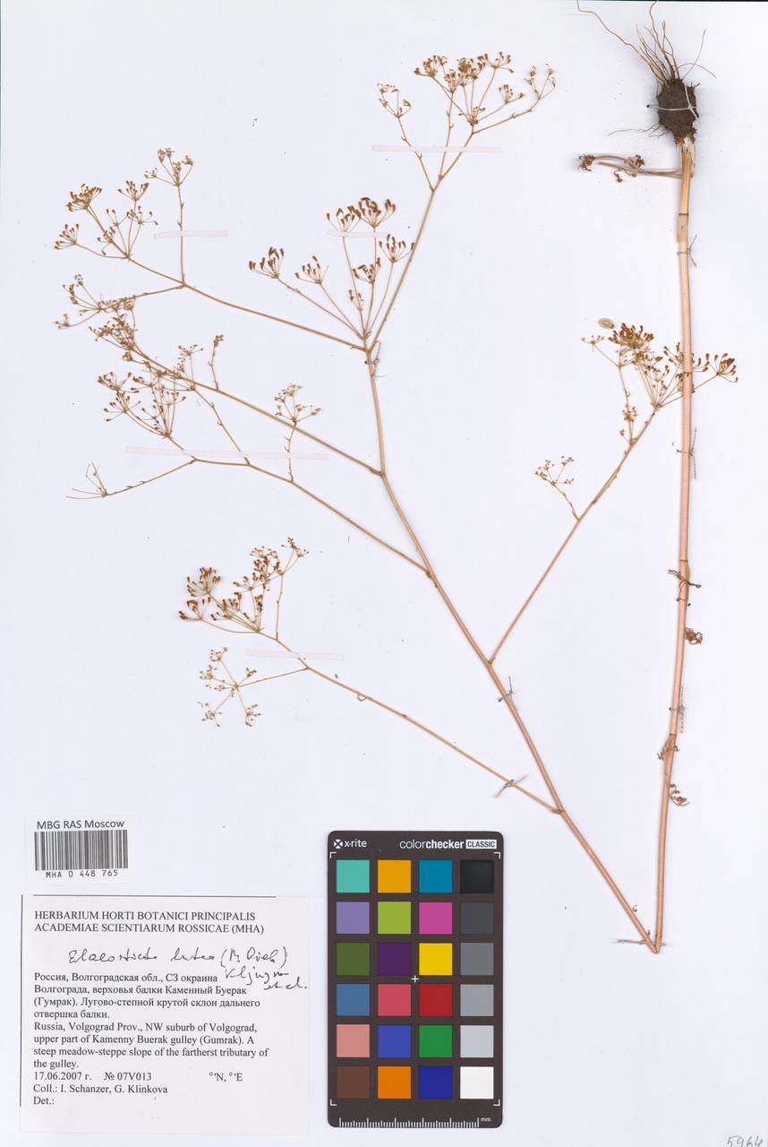 Элеостикта желтая (Hoffm.) Kljuykov, Pimenov & Tikhom., Восточная Европа, Нижневолжский район (E9) (Россия)