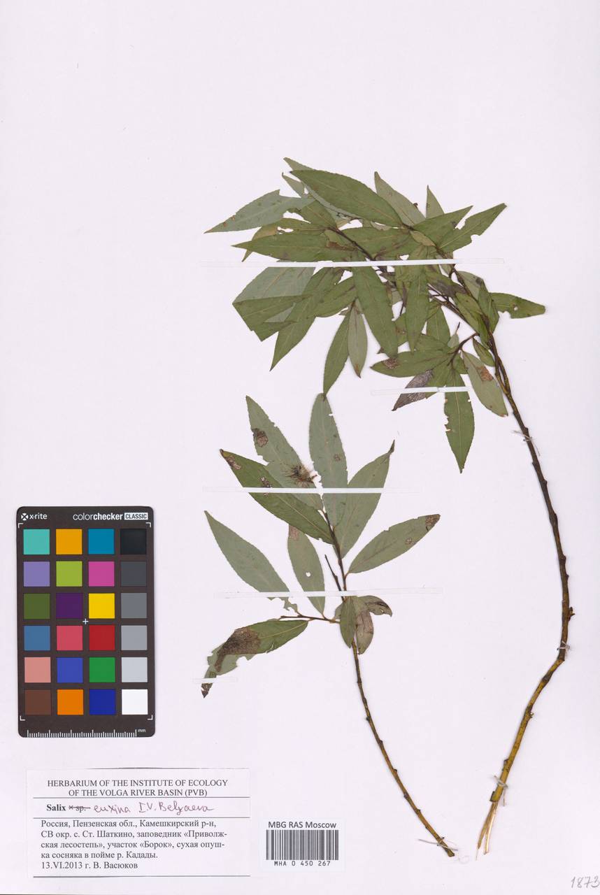 MHA0450267, Salix euxina (Ива понтийская, Ракита), specimen