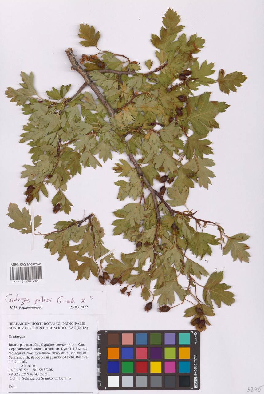 Боярышник Палласа Griseb., Восточная Европа, Нижневолжский район (E9) (Россия)