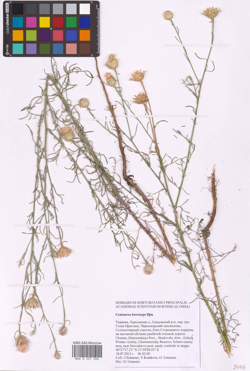 Centaurea breviceps Iljin, Восточная Европа, Южно-Украинский район (E12) (Украина)
