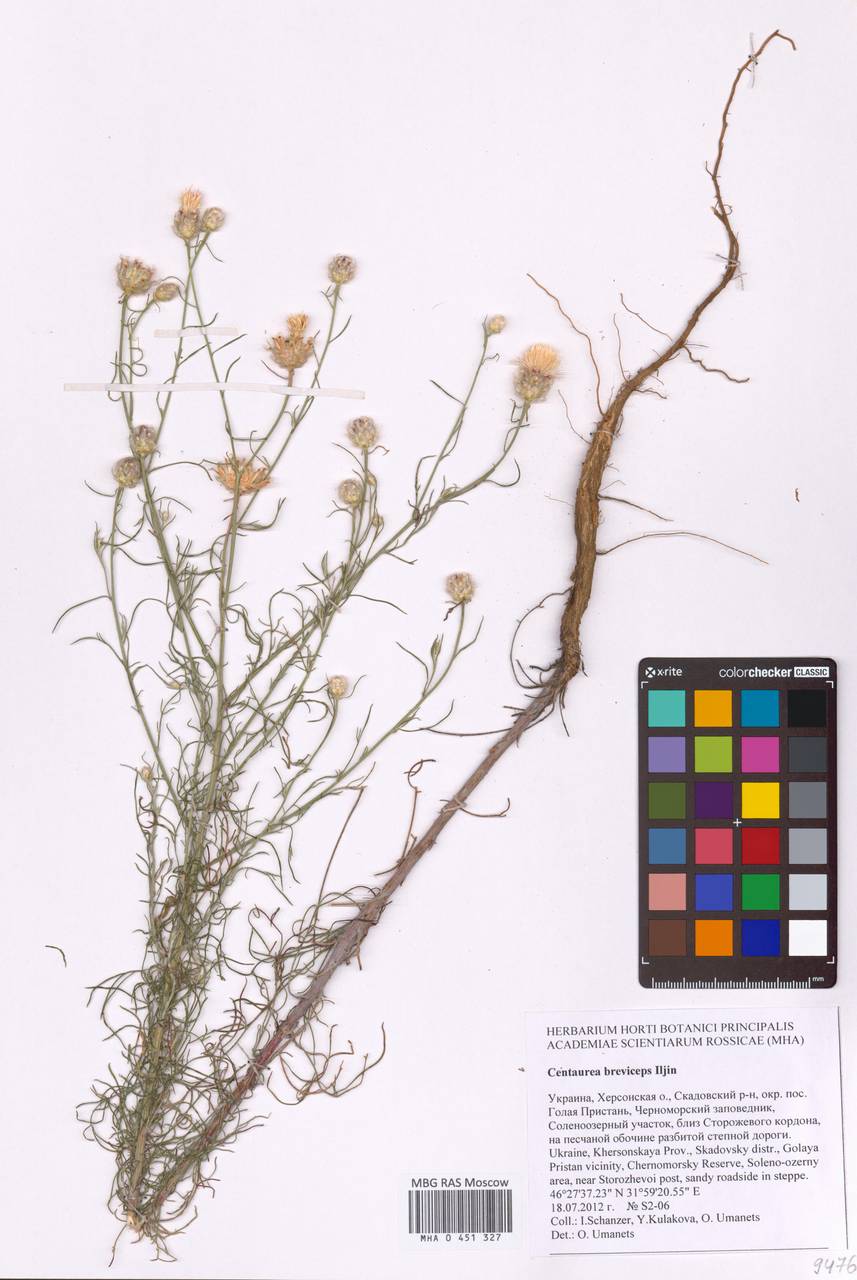 Centaurea breviceps Iljin, Восточная Европа, Южно-Украинский район (E12) (Украина)