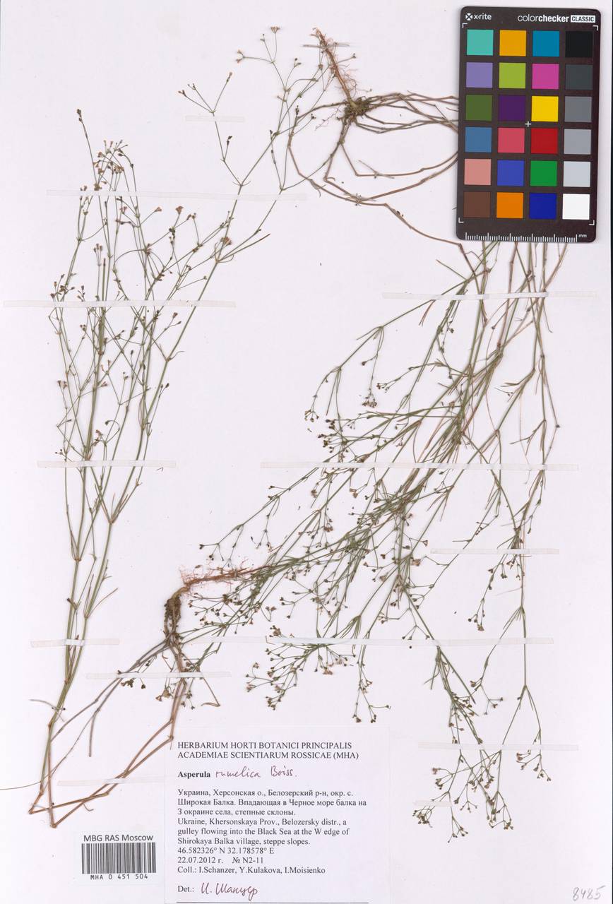 Cynanchica rumelica (Boiss.) P.Caputo & Del Guacchio, Восточная Европа, Южно-Украинский район (E12) (Украина)