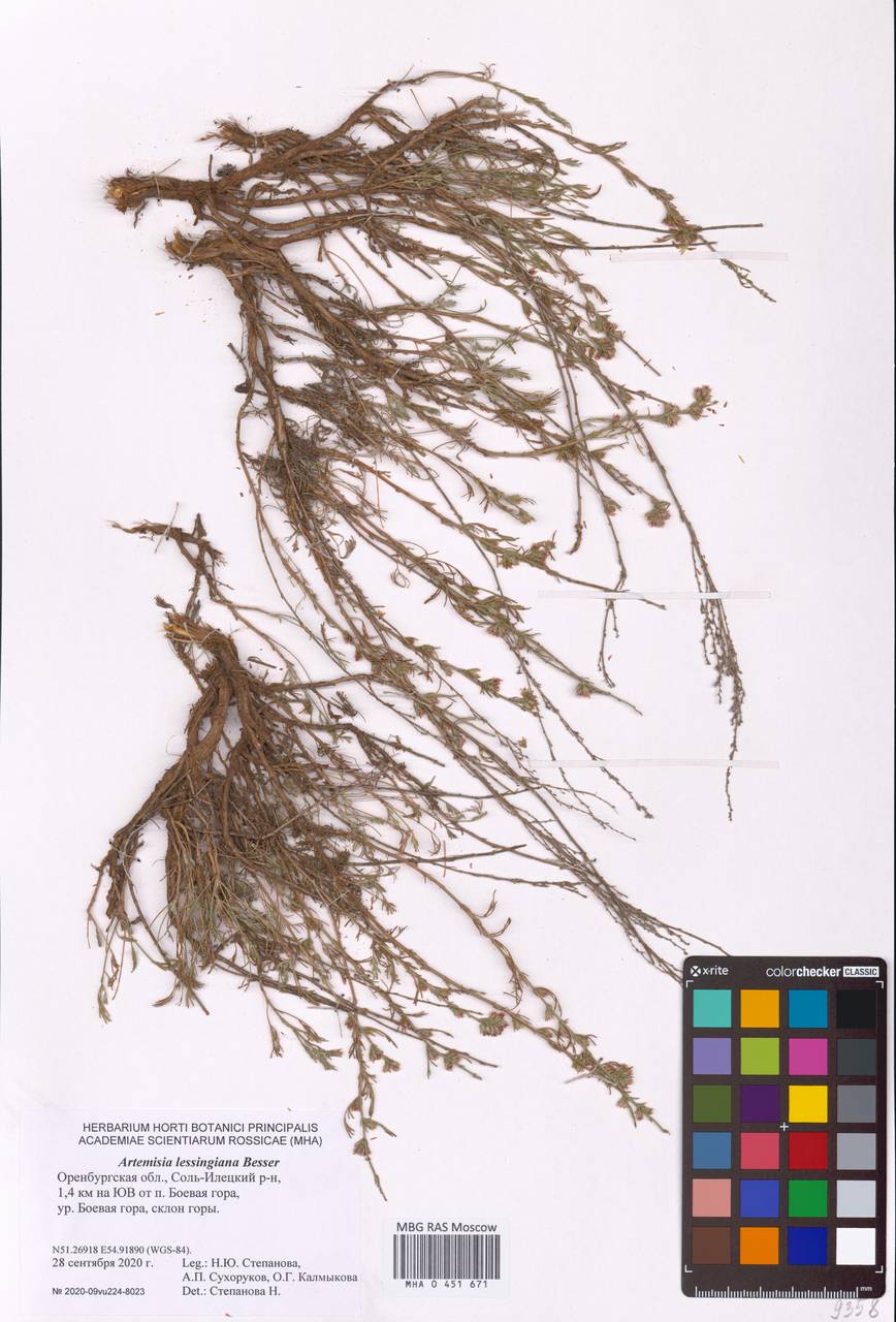 Полынь Лессинга Besser, Восточная Европа, Восточный район (E10) (Россия)