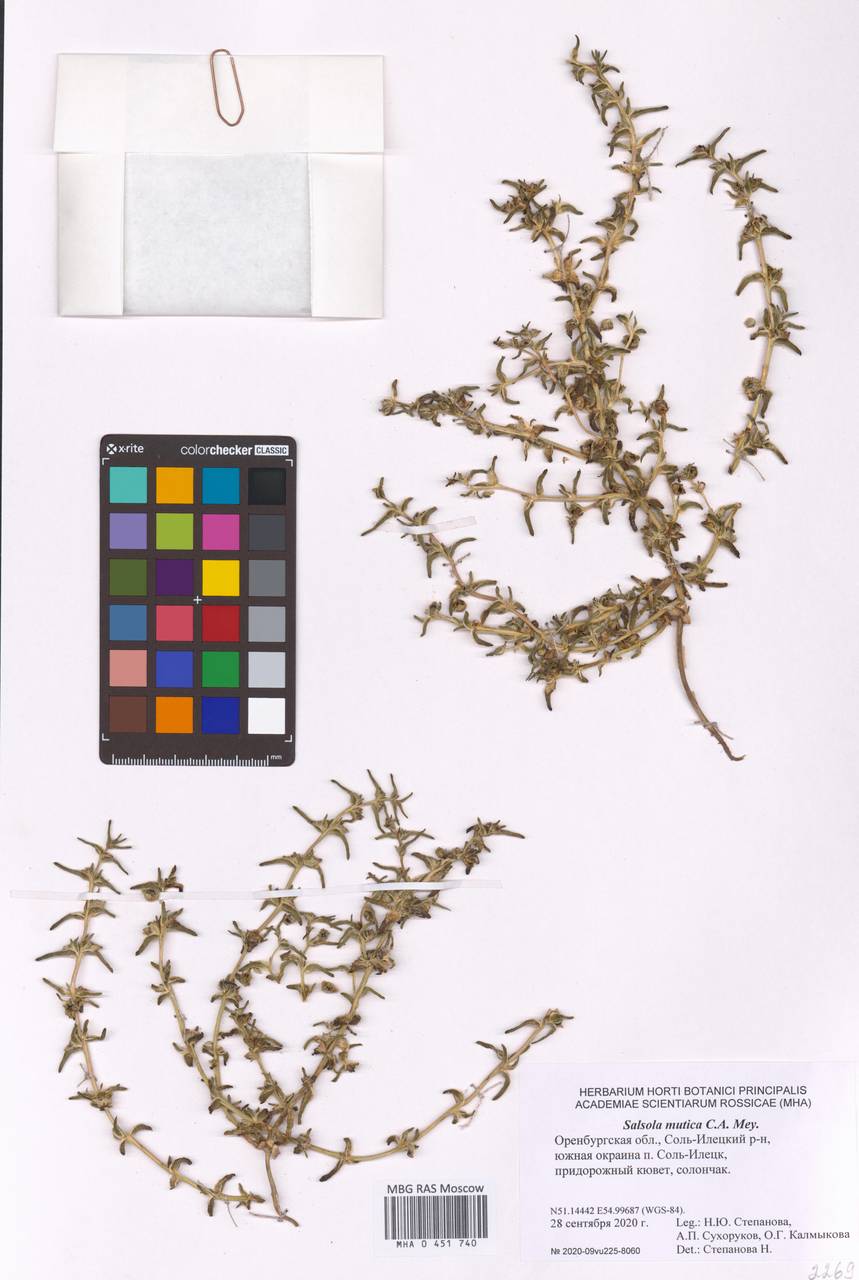 Soda acutifolia (Bunge) Mosyakin, Freitag & Rilke, Восточная Европа, Восточный район (E10) (Россия)