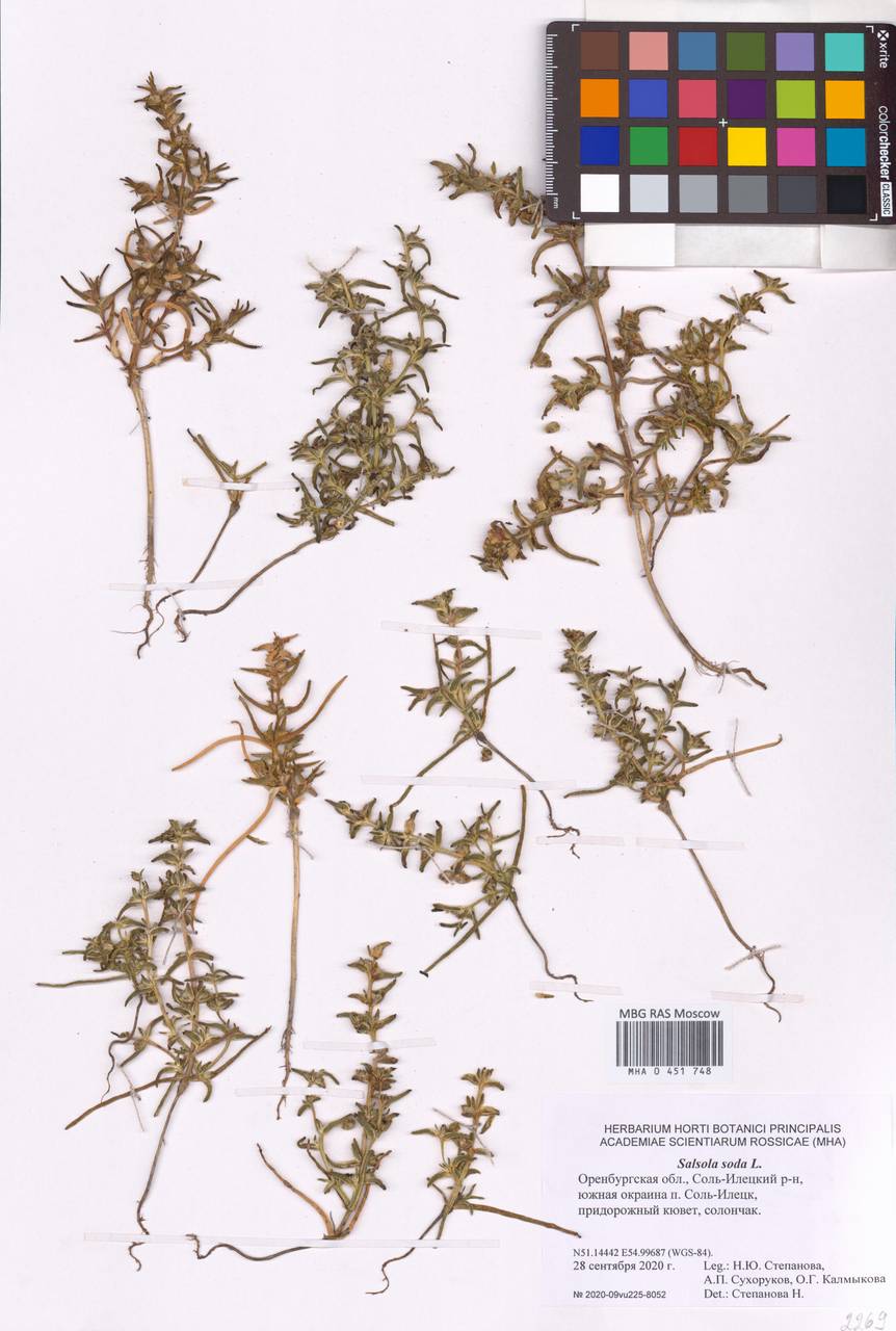 Soda acutifolia (Bunge) Mosyakin, Freitag & Rilke, Восточная Европа, Восточный район (E10) (Россия)