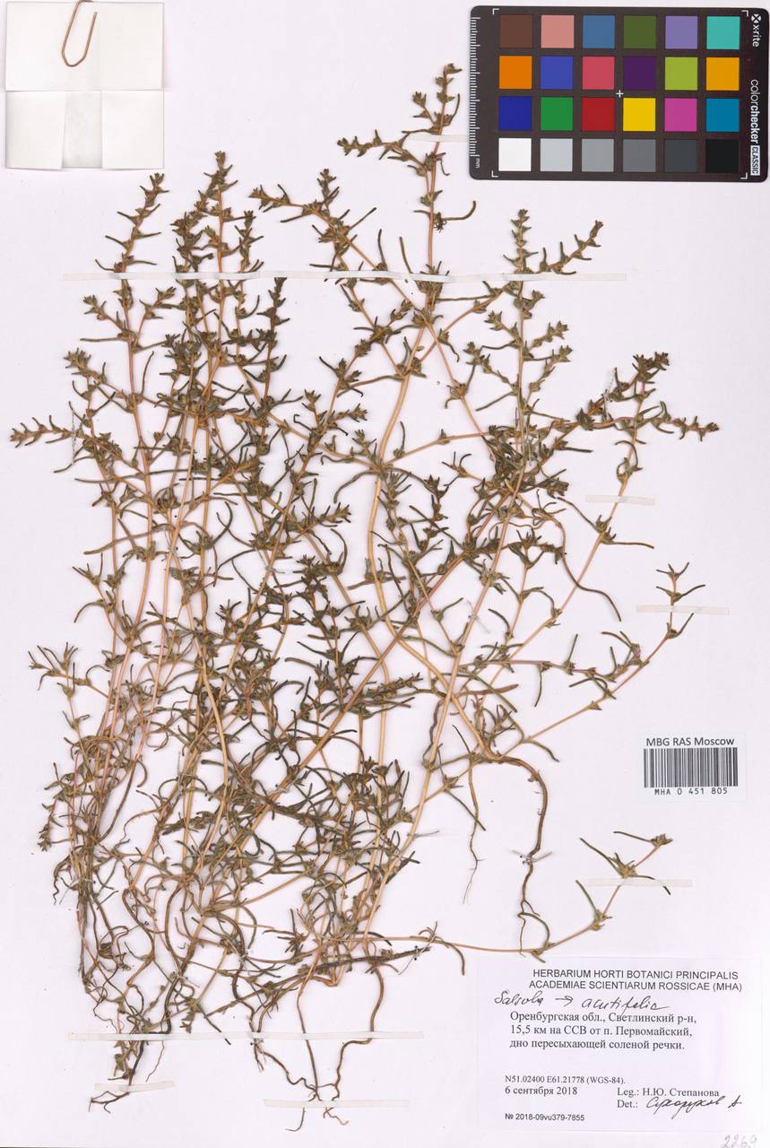 Soda acutifolia (Bunge) Mosyakin, Freitag & Rilke, Восточная Европа, Восточный район (E10) (Россия)