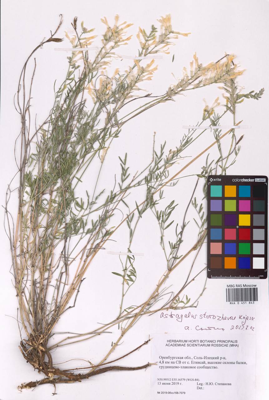 Astragalus storozhevae Knjaz., Восточная Европа, Восточный район (E10) (Россия)