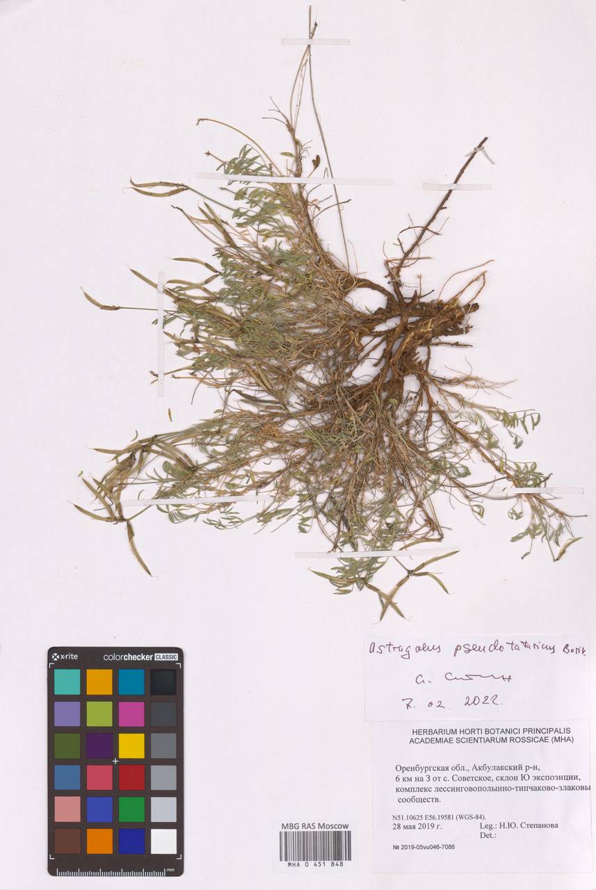 Астрагал ложнотатарский Boriss., Восточная Европа, Восточный район (E10) (Россия)