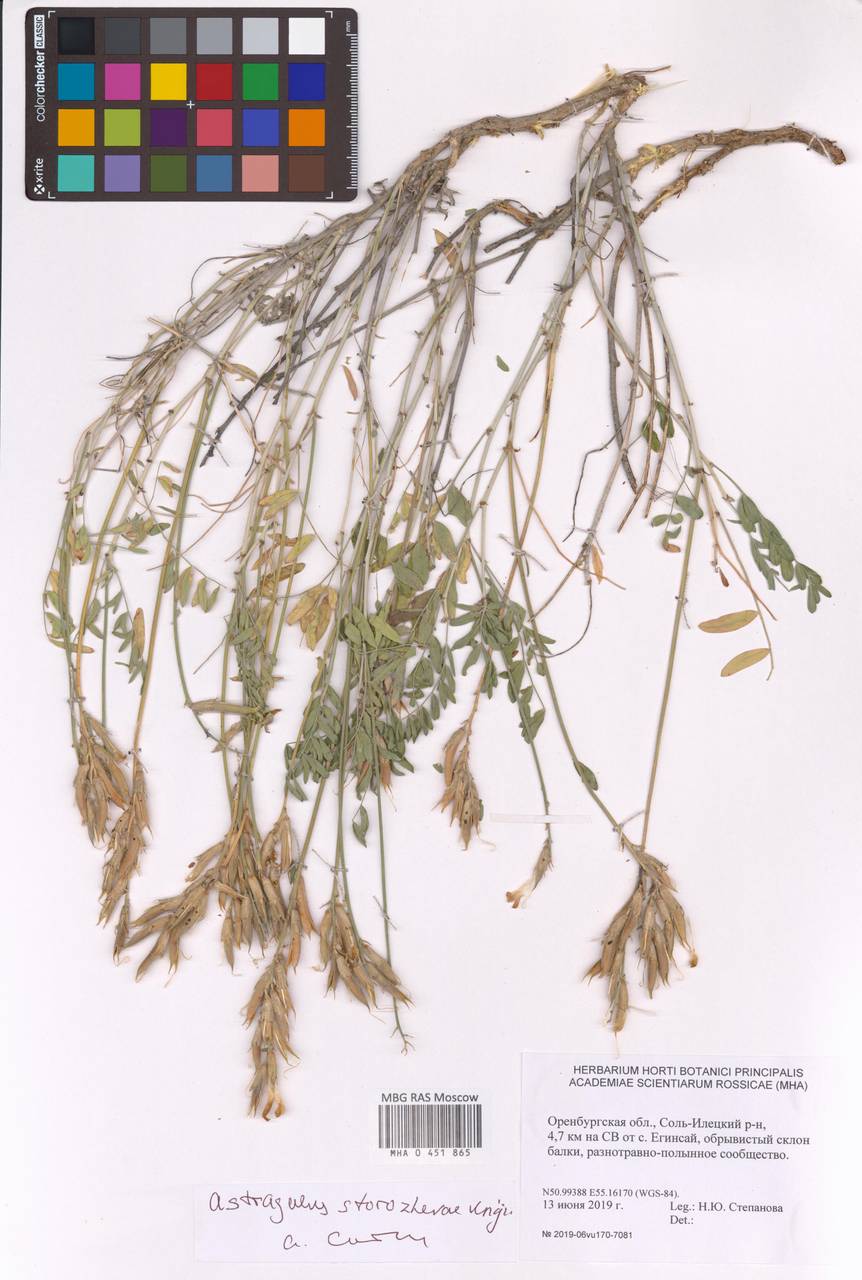 Astragalus storozhevae Knjaz., Восточная Европа, Восточный район (E10) (Россия)