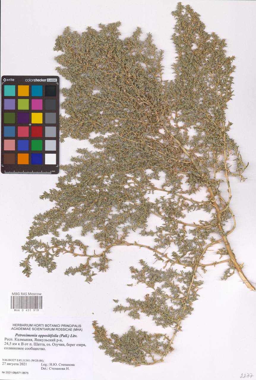 Петросимония супротивнолистная (Pall.) Litv., Восточная Европа, Нижневолжский район (E9) (Россия)