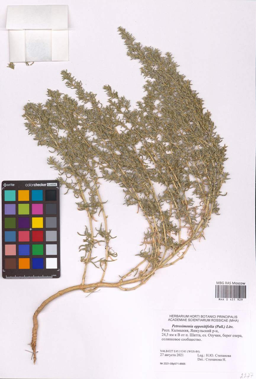 Петросимония супротивнолистная (Pall.) Litv., Восточная Европа, Нижневолжский район (E9) (Россия)