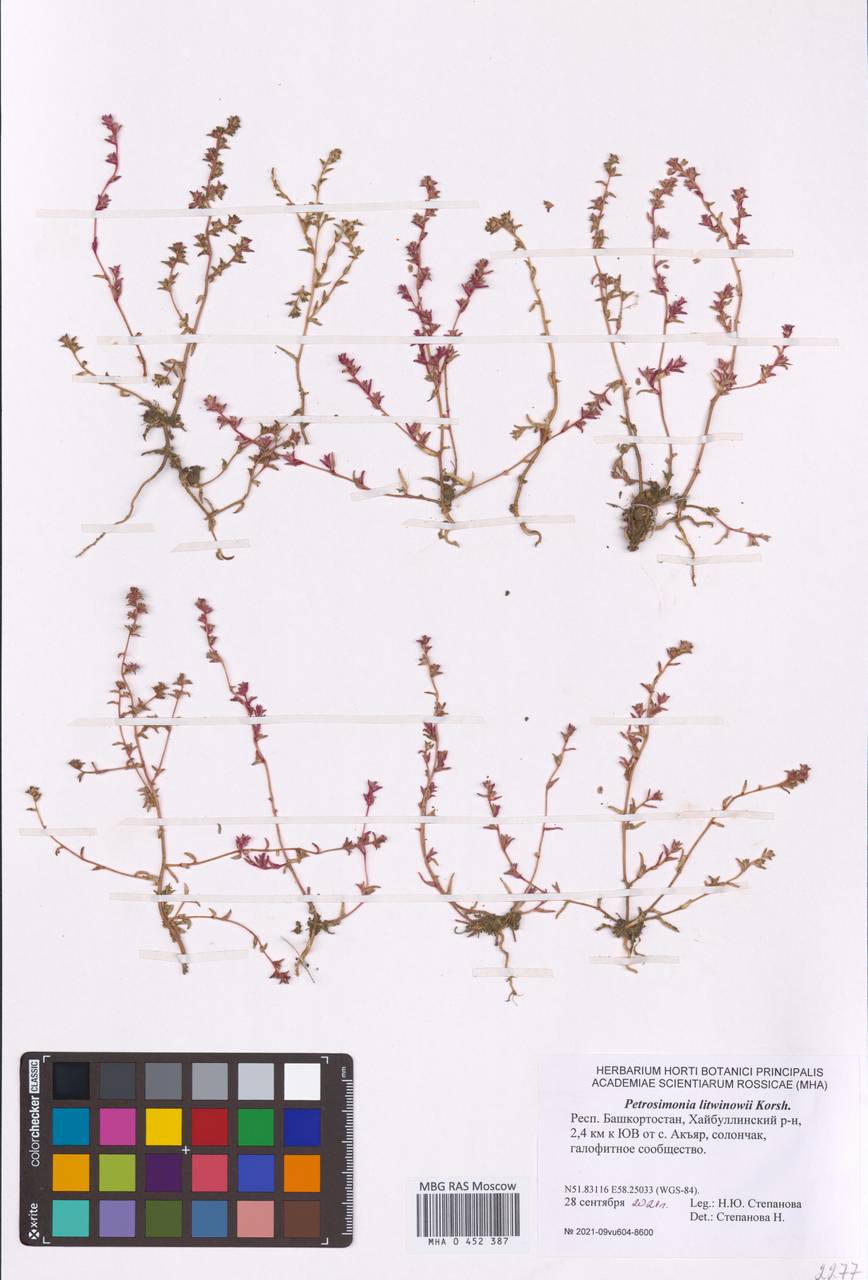 Петросимония Литвинова Korsh., Восточная Европа, Восточный район (E10) (Россия)