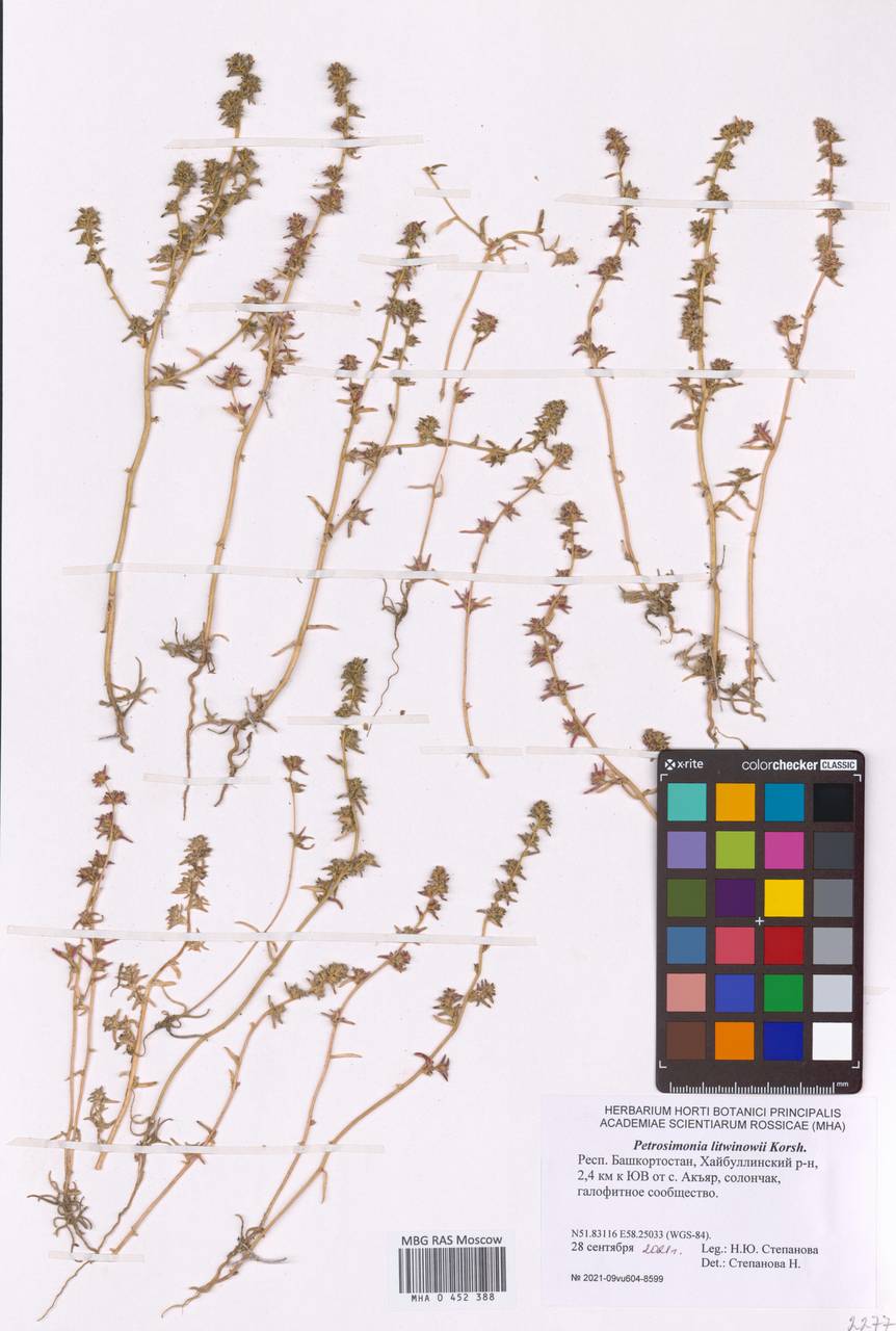 Петросимония Литвинова Korsh., Восточная Европа, Восточный район (E10) (Россия)