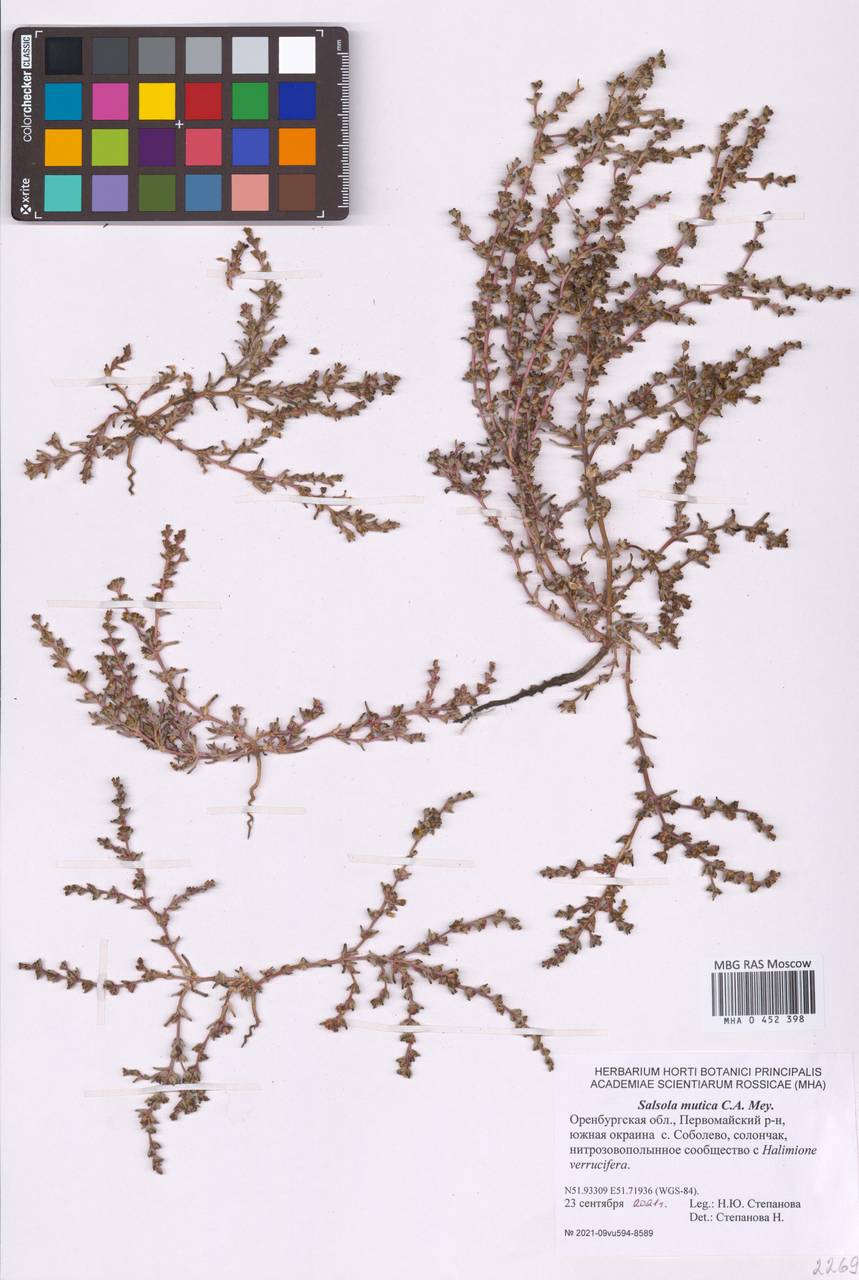 Soda acutifolia (Bunge) Mosyakin, Freitag & Rilke, Восточная Европа, Восточный район (E10) (Россия)