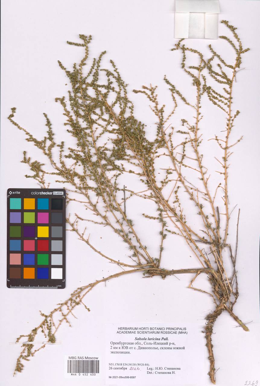 Nitrosalsola laricina (Pall.) Theodorova, Восточная Европа, Восточный район (E10) (Россия)