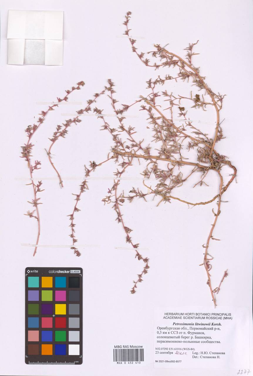 Петросимония Литвинова Korsh., Восточная Европа, Восточный район (E10) (Россия)