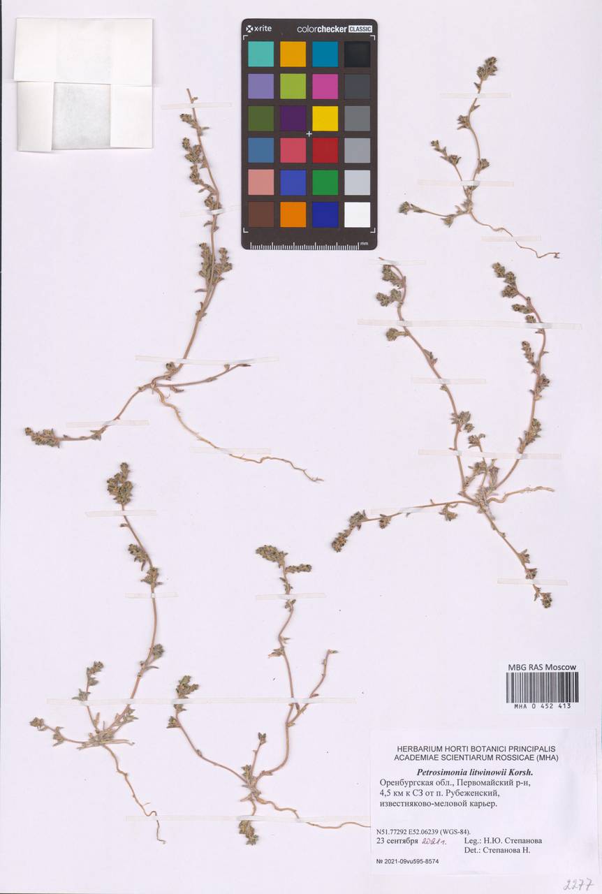 Петросимония Литвинова Korsh., Восточная Европа, Восточный район (E10) (Россия)