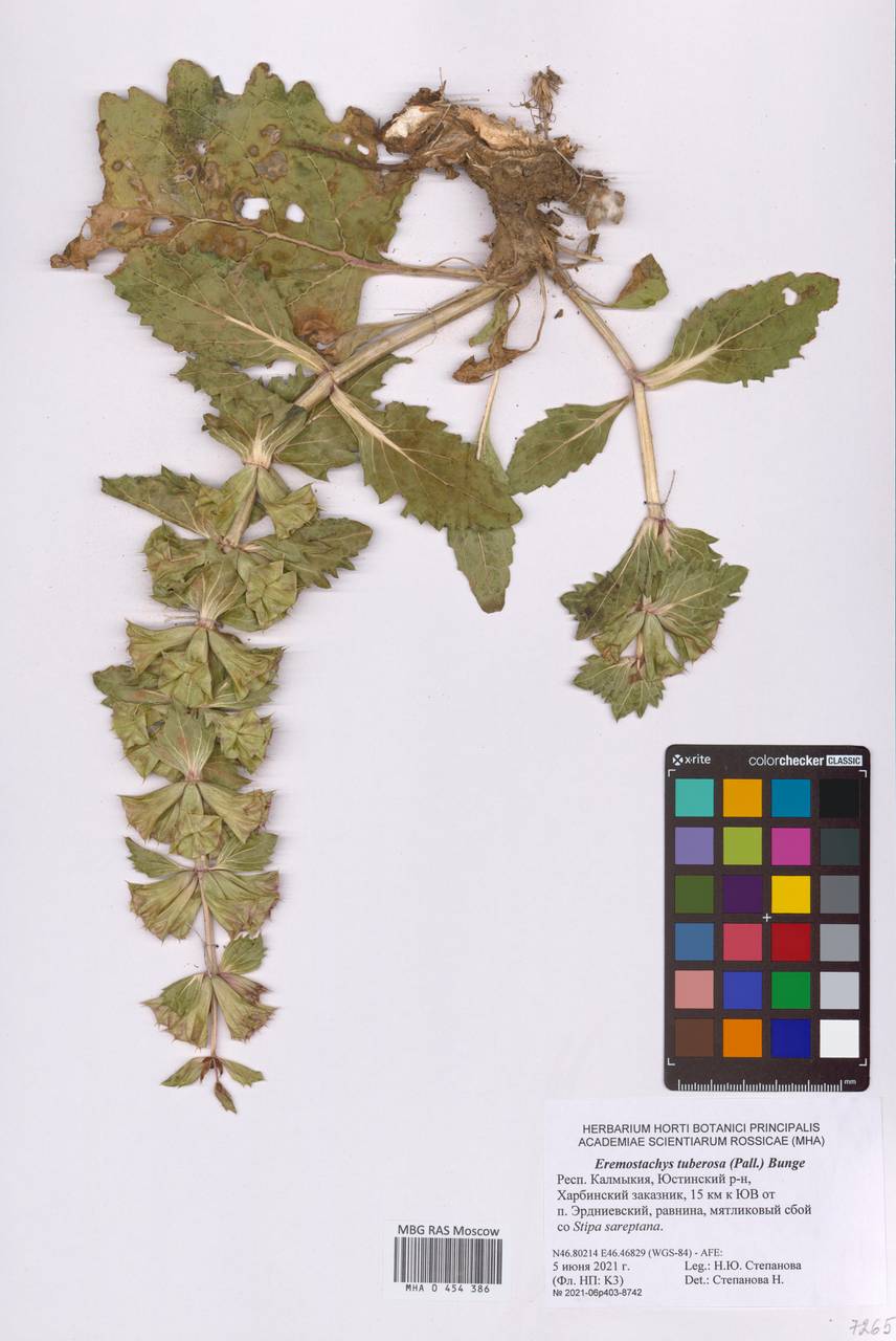 Зопничек уральский Salmaki, Восточная Европа, Нижневолжский район (E9) (Россия)