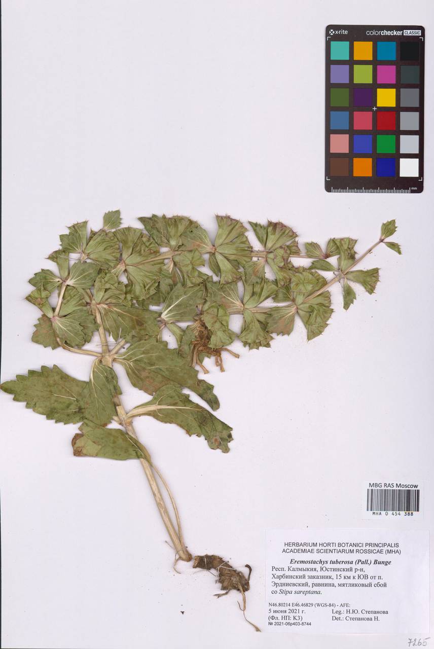 Зопничек уральский Salmaki, Восточная Европа, Нижневолжский район (E9) (Россия)